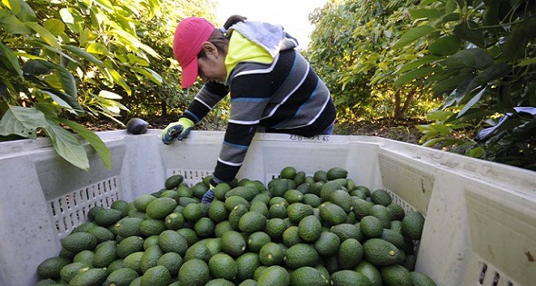 colecta de aguacate